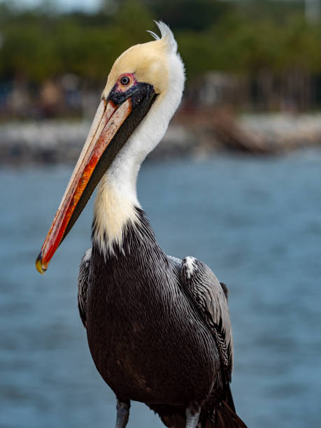 istock pelican at the beach 1318538525