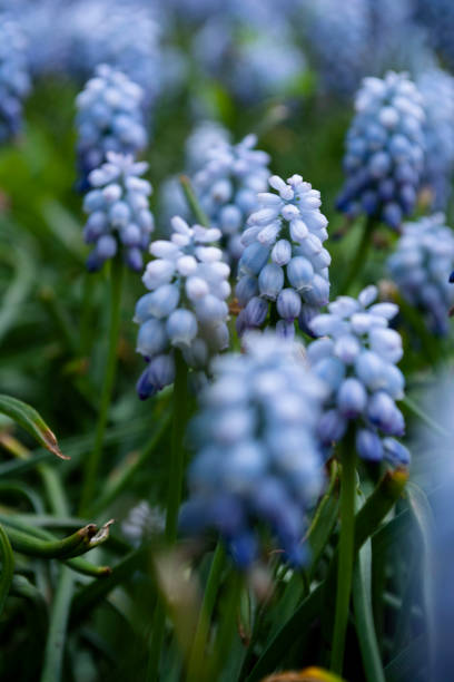 istock Blue muscari blooming on grass 1318539548