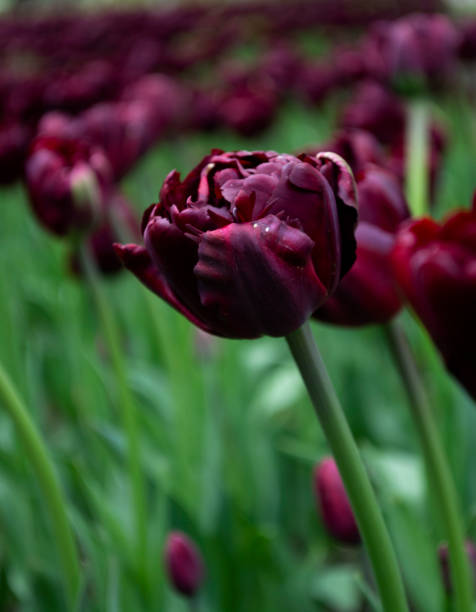 istock burgundy tulips blooming on field 1318539561