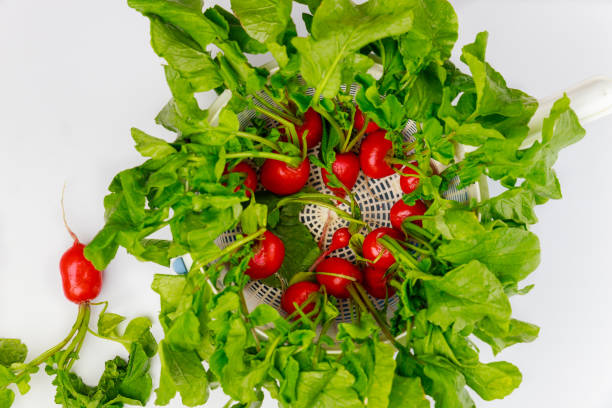 istock Fresh washed red redish in white colander. 1318539785