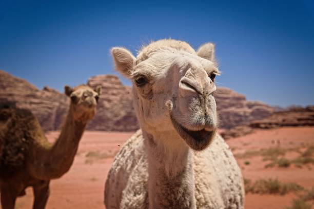 Happy Camel Camel dromedary camel stock pictures, royalty-free photos & images