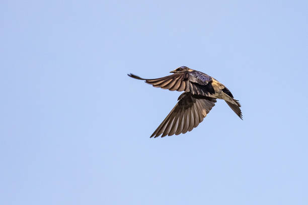 istock Iridescent Purple Martin Swallow in Graceful Flight 1318542259