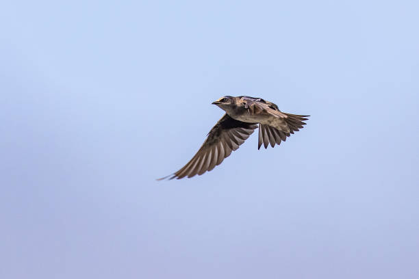 istock Iridescent Purple Martin Swallow in Graceful Flight 1318542263