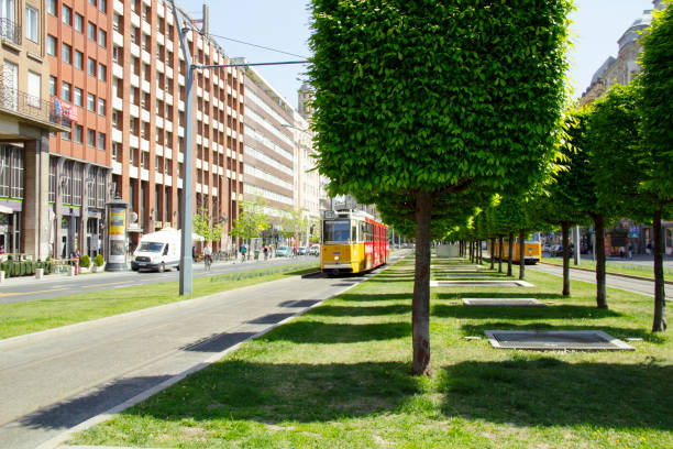 Small Boulevard with Yellow Tram 47 and Yellow Tram 49, Ornamental Trees in the Foreground in Erzsebetvaros, 7th District of Budapest Downtown, Hungary on a Sunny Day in May 2021