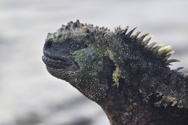 Galapagos Marine Iguana Endemic iguana, close-up, spines, skin, prehistoric appearance, Godzilla style marine iguana stock pictures, royalty-free photos & images