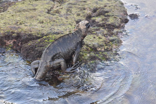istock Galapagos Marine Iguana 1318545024