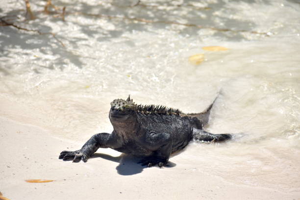 galápagos iguana marina - marine iguana fotografías e imágenes de stock
