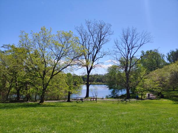 istock Trees in Front of Lake 1318545658