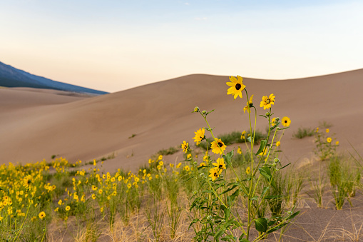 This is a photograph of a dune covered with wild yellow daisy flowers in the Great Sand Dunes National Park at dawn in Colorado, USA in summer.
