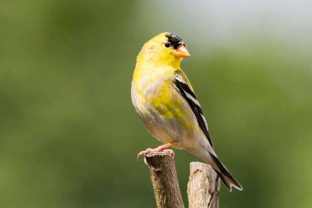 handsome male goldfinch perched on a branch - american goldfinch branch perching finch imagens e fotografias de stock