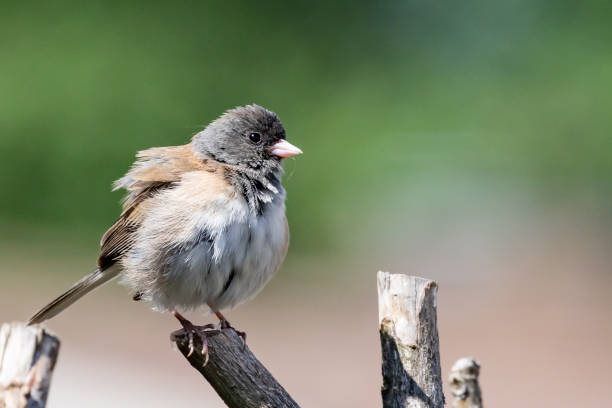 istock Dark-Eyed Junco Female Fluffs Up her Feathers 1318545883