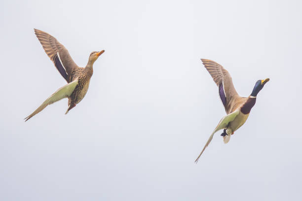 istock Pair of Mallard Ducks in a Hard Bank 1318545933