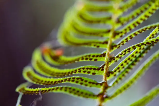 This is a close up photograph of a the underside of a fern full with spores in the forest in Redwood National Park in California, USA.