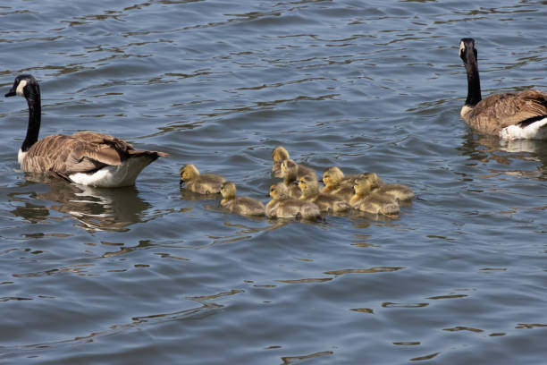 istock Canada goose family outing on the lake 1318547463