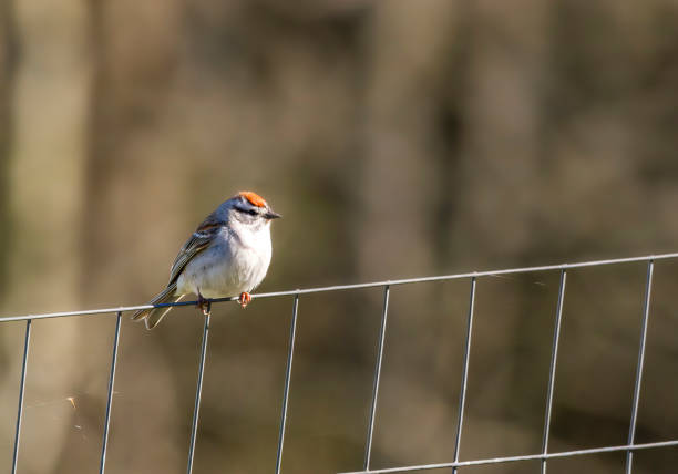 istock Bird - Chipping Sparrow Perched on the Fence 1318549950
