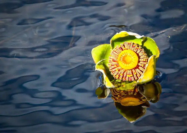Flower - Yellow Water Lily Blossom (Nuphar lutea)