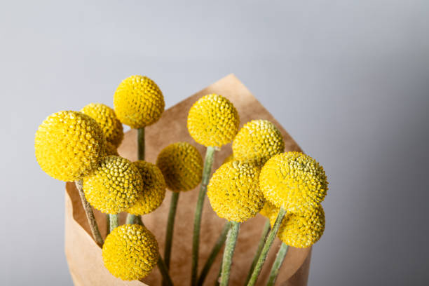 The quirky, spherical bunch of flower heads of Craspedia globosa in mustard-yellow color, looks like ping-pong balls on upright silvery stem. Trendy dried flowers for home decor