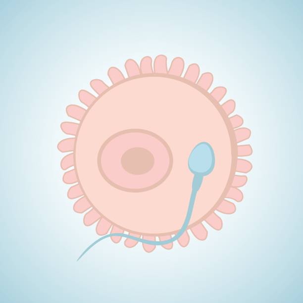 illustrazioni stock, clip art, cartoni animati e icone di tendenza di spermatozoi e uova - human sperm pregnancy test artificial insemination human pregnancy