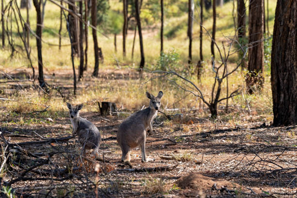 istock Kangaroos In The Bush 1318554942