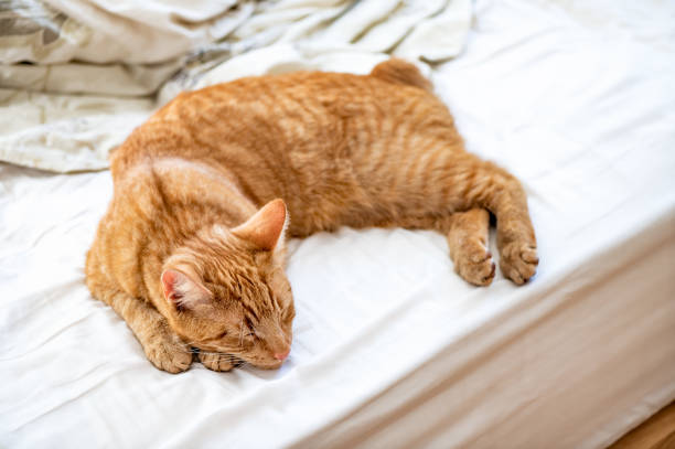 istock Cute ginger cat sleeps on the bed 1318555247