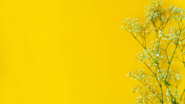 istock White flowers botanical background banner template. 1318557938