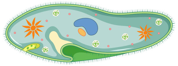 Paramecium isolated on white background Paramecium isolated on white background illustration ciliophora stock illustrations