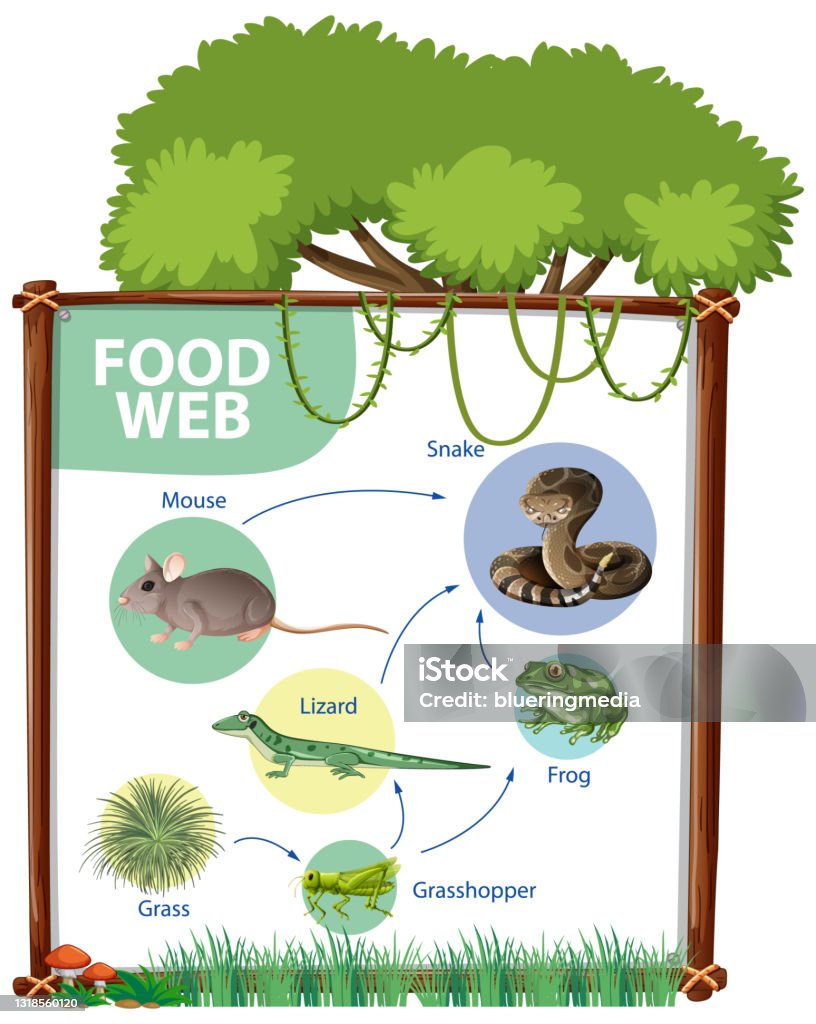 Food Chain Diagram Concept Stock Illustration Biology Diagrams