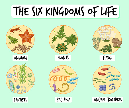 Information poster of six kingdoms of life illustration