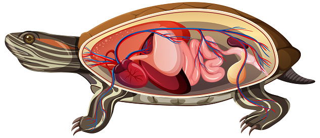 Turtle Intrails Internal Anatomy Of A Turtle Isolated On White Background Stock ...