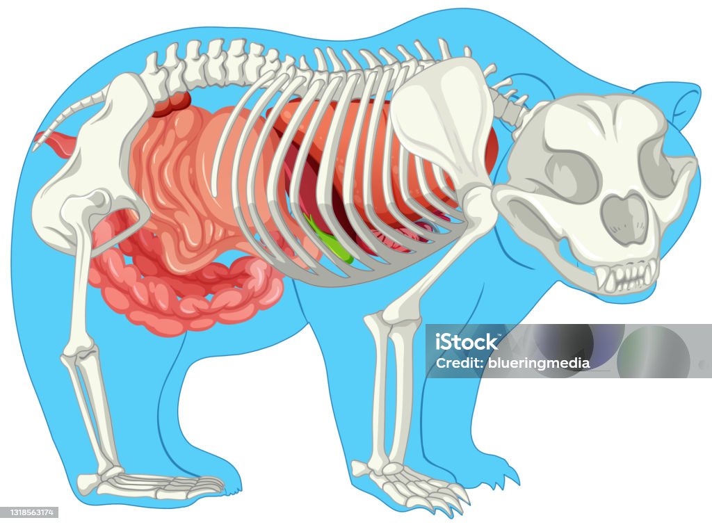Anatomy Of Wild Bear Isolated Stock Illustration - Download Image Now ...