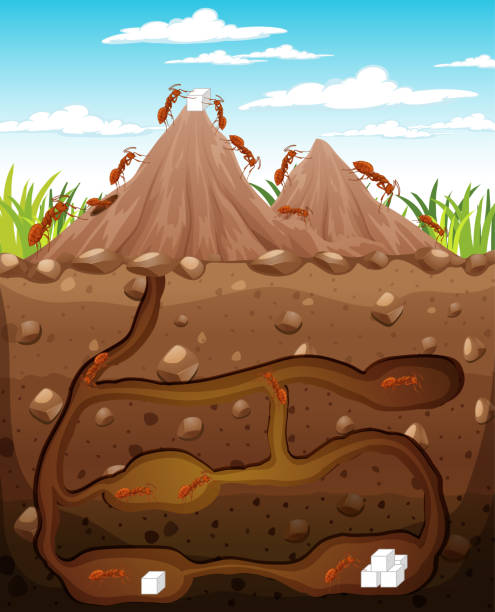 Underground animal burrow with ant family Underground animal burrow with ant family illustration ant stock illustrations