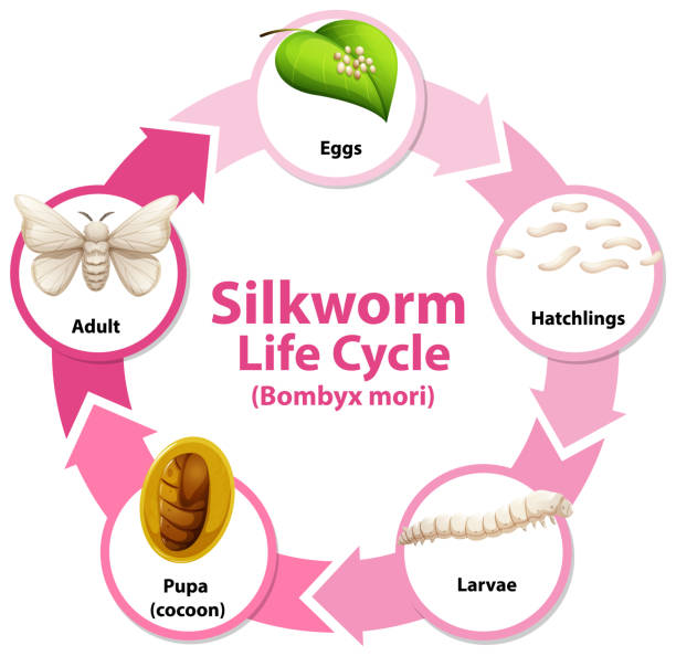 diagramm mit dem lebenszyklus von seidenraupen - silkworm stock-grafiken, -clipart, -cartoons und -symbole