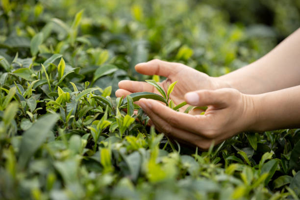 Hands protecting tea leaves in spring stock photo