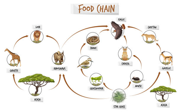 diagramm mit der lebensmittelkette - plant animal backgrounds nature stock-grafiken, -clipart, -cartoons und -symbole