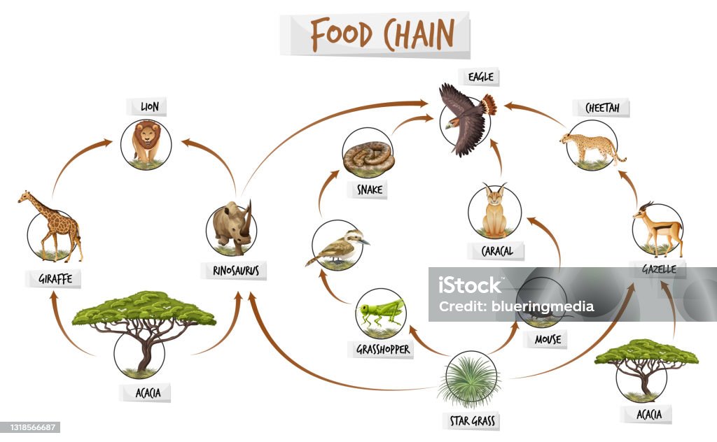 Diagram Showing Food Chain Stock Illustration Biology Diagrams