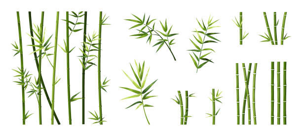 Bamboo leaf and stick. Cartoon tropical trees trunks. Green Asian plants. Straight segmented stems and branches set. Japanese decorative elements for borders. Vector Chinese forest Bamboo leaf and stick. Cartoon tropical trees trunks. Green Asian plants. Straight segmented stems and branches set. Isolated Japanese decorative elements for borders. Vector Chinese forest template bamboo plant stock illustrations