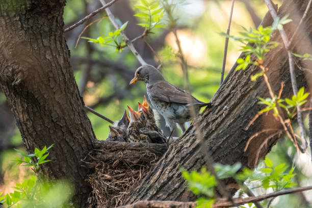 istock Thrush fieldfare, Turdus pilaris, in a nest with chicks 1318570180