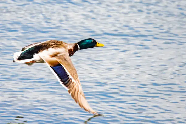 Drake Mallard Flies Low Across Blue Water
Bird, Duck, Mallard, Drake,  wings,low, Waterfowl, Landing, Hunting, Birding, Bird watching, Nature,one animal, Flying, Flight, No People, Anas Platyrhynchos, Anas, Platyrhynchos