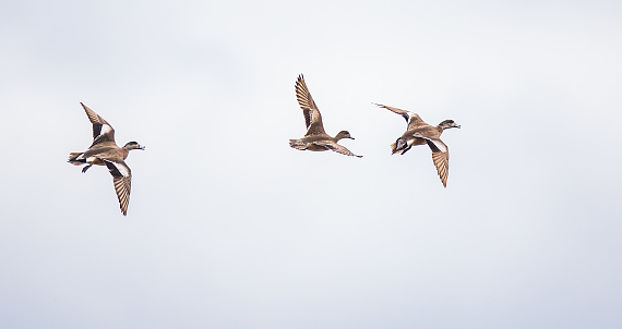 Trio of American Wigeon Fly Through an Overcast Sky