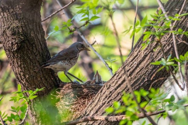 istock Thrush fieldfare, Turdus pilaris, in a nest with chicks 1318570488