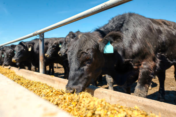 istock Black cows eat from their feeders 1318571298