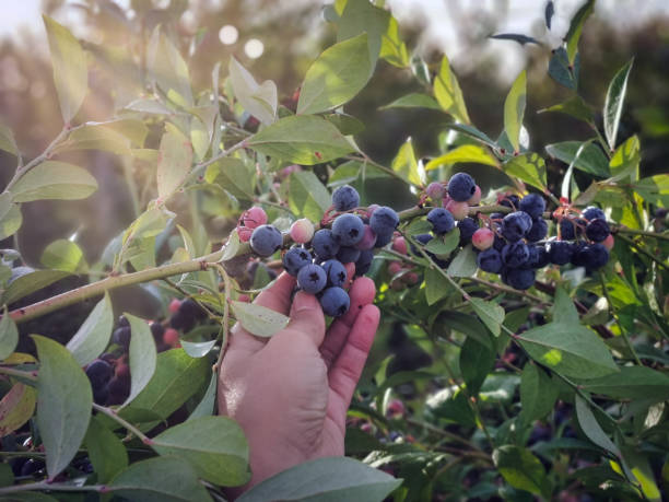 istock woman hand picking fresh blueberries at sunrise 1318571425