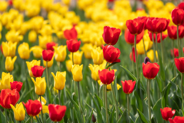 istock Red and yellow tulips on a green background 1318572096
