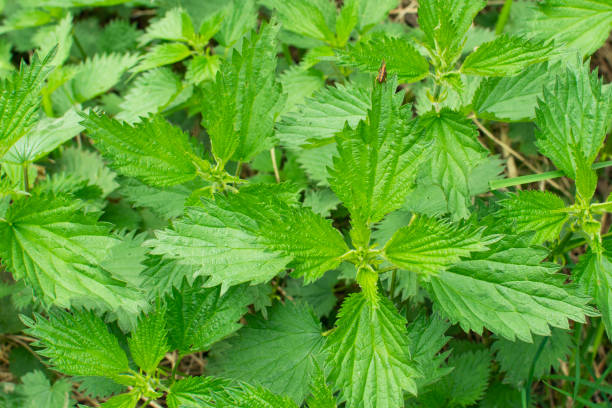 istock Bush of stinging-nettles. Nettle leaves. Top view. Botanical pattern. Greenery common nettle. 1318572170