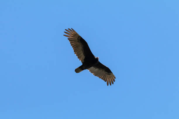 istock Turkey Vulture Flying In The Sky 1318573150