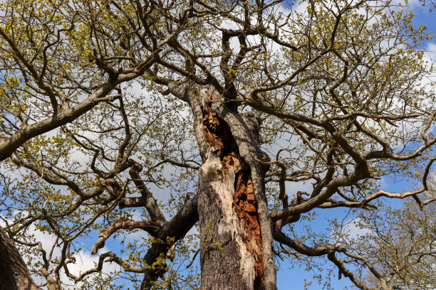 old oak tree with no leaves in the park