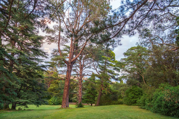 A serene view of Lithia Park in Ashland, Oregon, featuring towering redwood trees bathed in sunlight. The lush green grass and scattered shadows create a tranquil atmosphere perfect for relaxation and nature walks. This idyllic scene captures the beauty and majesty of the natural environment in one of Ashland’s most beloved parks.