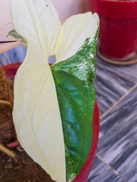 istock Syngonium variegated albo leaf closeup 1318575565