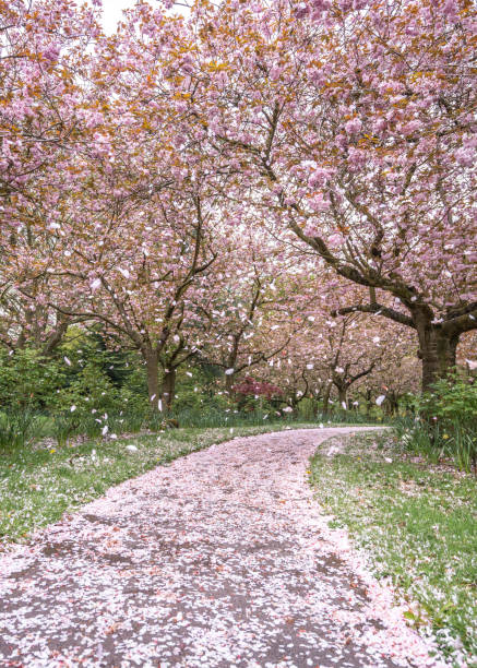 istock Cherry blossom trees in full bloom during spring with pink petals falling to the ground in the wind. 1318575615