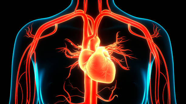 istock Human Circulatory System Heart Anatomy 1318576225